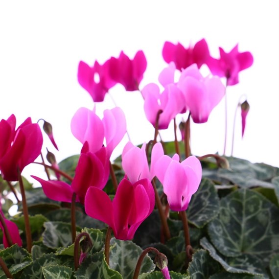Cyclamen Miracle Mixed 6 Pack Boxed Bedding