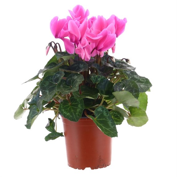 Cyclamen Pink Indoor Houseplant - 13cm Pot