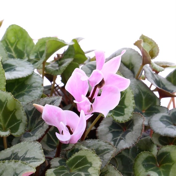 Cyclamen Silverado Purple Shades Mix 6 Pack Boxed Bedding