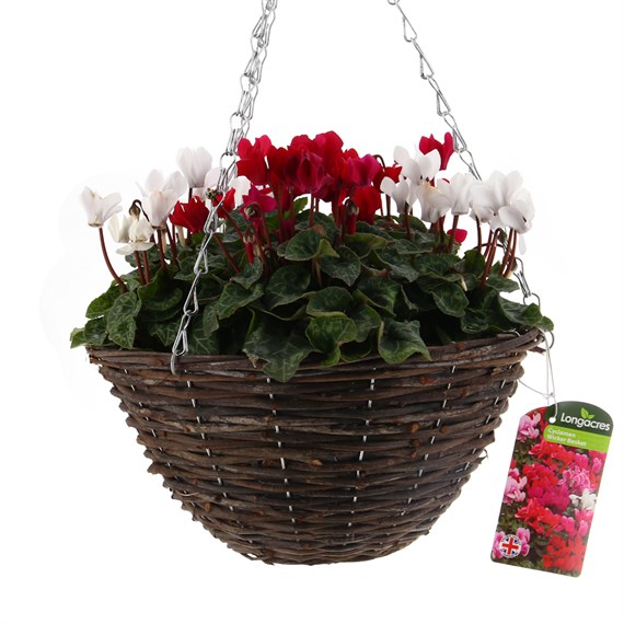 Cyclamen Wicker Hanging Basket 12''