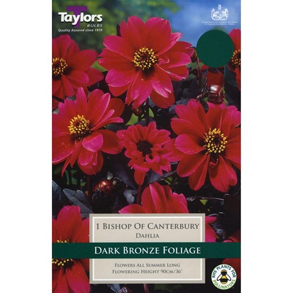 Taylors Bulbs Dahlia Bishop Of Canterbury (Single Pack) (TS462)