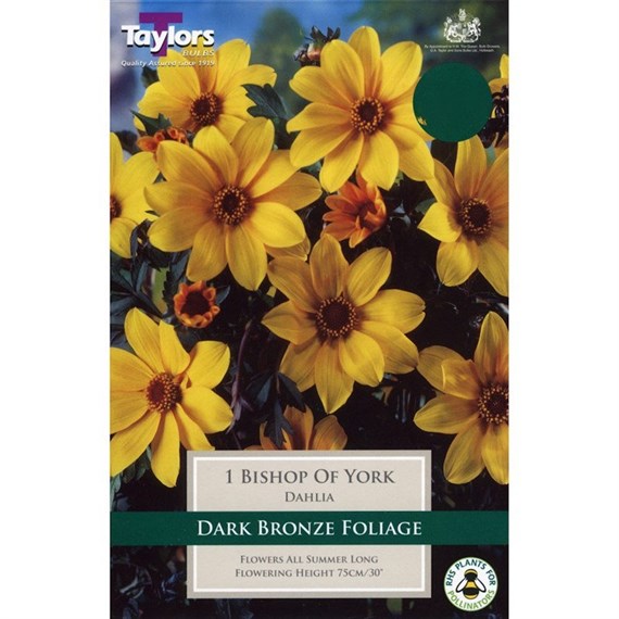 Taylors Bulbs Dahlia Bishop Of York (Single Pack) (TS317)