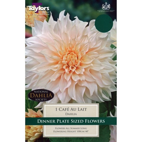 Taylors Bulbs Dahlia Cafe Au Lait (Single Pack) (TS497)