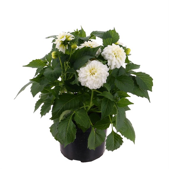 Dahlia Collection 4L Pot Bedding