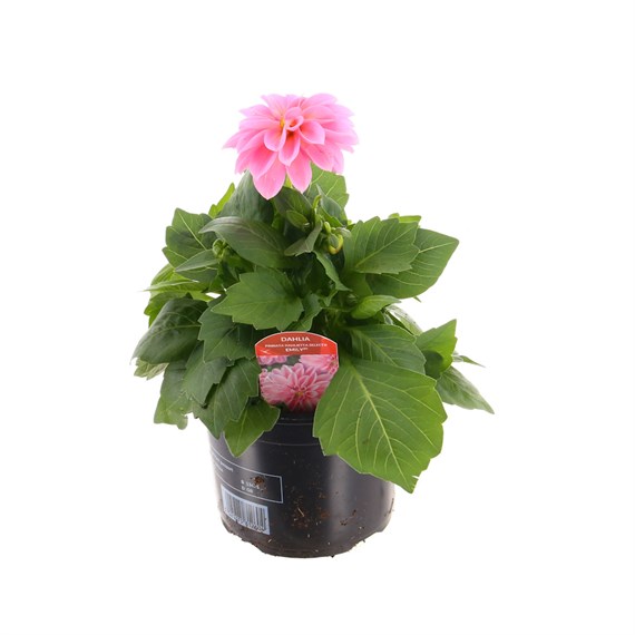 Dahlia Dahlieta Pink 13cm Pot Bedding