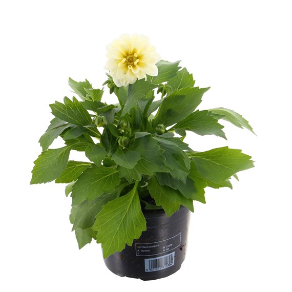 Dahlia Dahlieta White 13cm Pot Bedding
