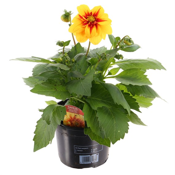 Dahlia Dahlieta Yellow 13cm Pot Bedding