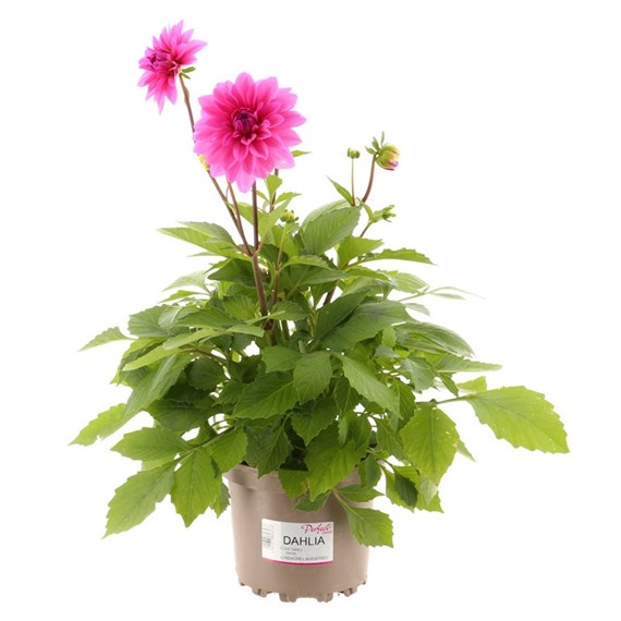 Dahlia Dark Pink 2L Pot Bedding