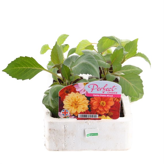 Dahlia Diablo Mixed 6 Pack Boxed Bedding