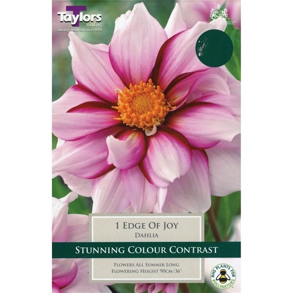 Taylors Bulbs Dahlia Edge Of Joy (Single Pack) (TS416)