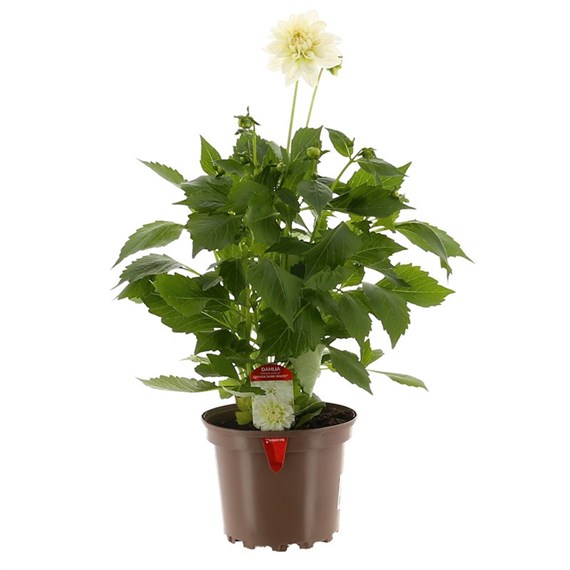 Dahlia Grande 2L Pot Bedding