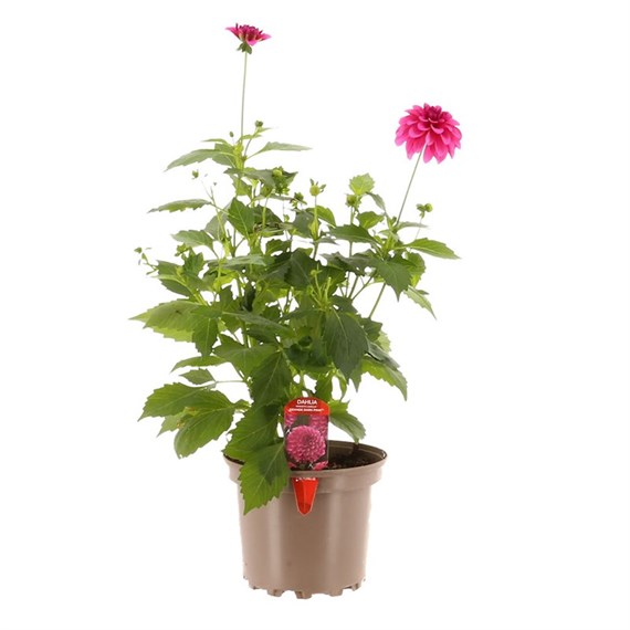 Dahlia Grande Dark Pink 2L Pot Bedding