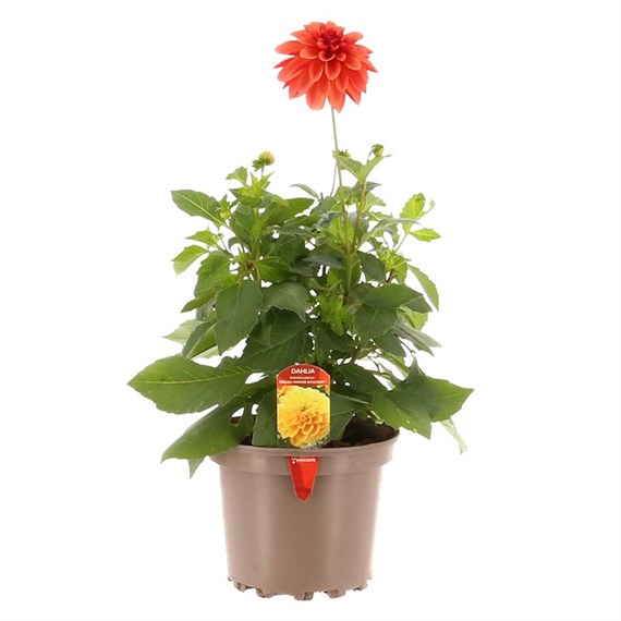 Dahlia Grande Orange Bi - Colour 2L Pot Bedding