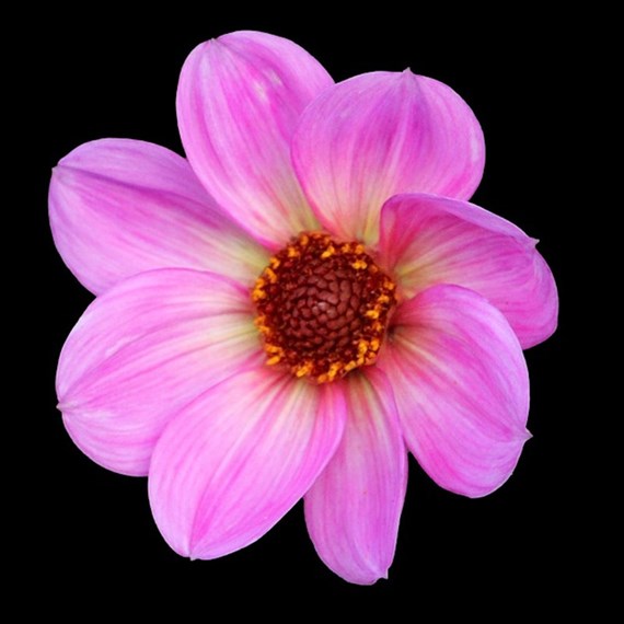 Dahlia Happy Days Pink Perennial Plant 2L - Set of 3
