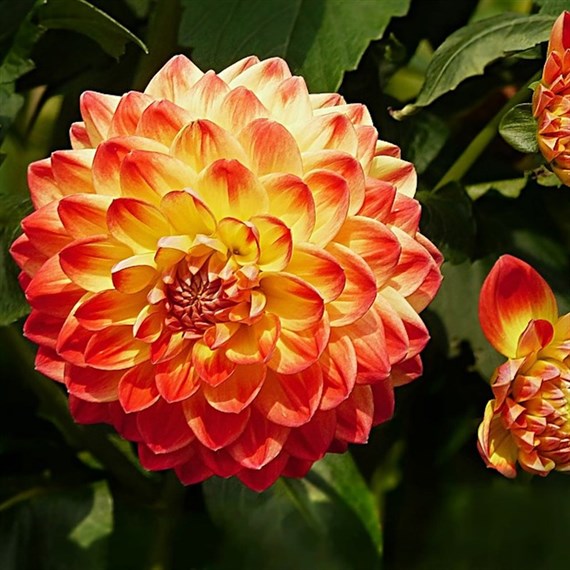 Dahlia Lubega Dark Orange Perennial Plant 2L - Set of 3