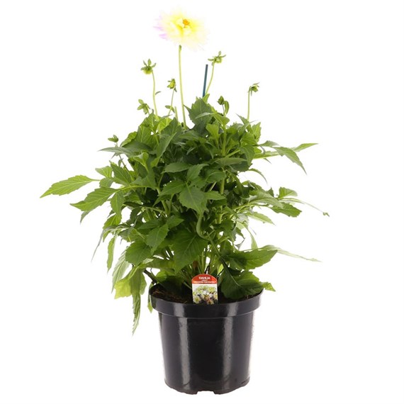 Dahlia Maggiore Fun Pastel 4L Pot Bedding