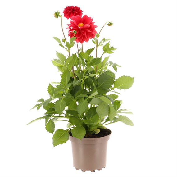 Dahlia Maggiore Red 4L Pot Bedding