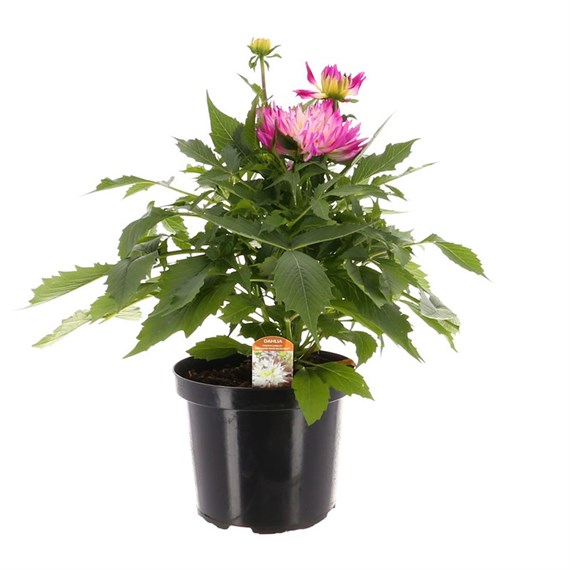 Dahlia Maggiore Rose Bi Colour 4L Pot Bedding