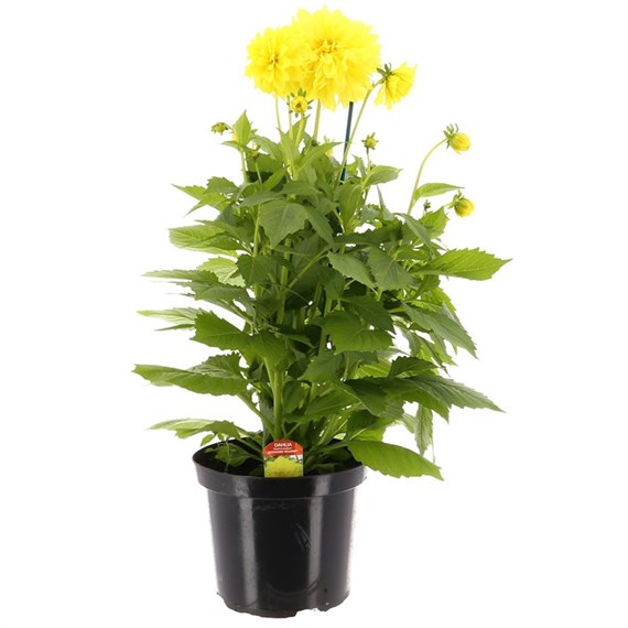 Dahlia Maggiore Yellow 4L Pot Bedding 