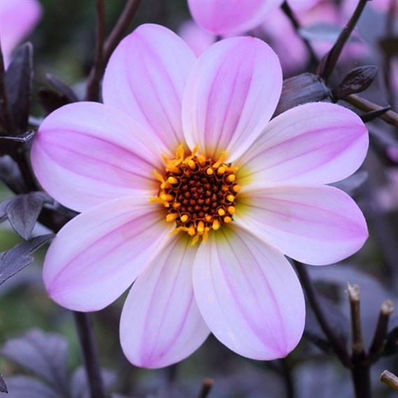 Dahlia Mystic Dreamer Perennial Plant 2L - Set of 3