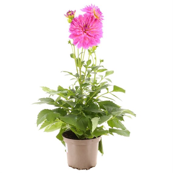 Dahlia Pink/Yellow 2L Pot Bedding