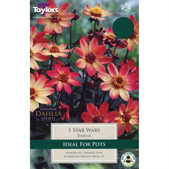Taylors Bulbs Dahlia Star Wars (Single Pack) (TS470)