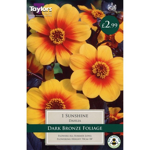 Taylors Bulbs Dahlia Sunshine (Single Pack) (TS435)