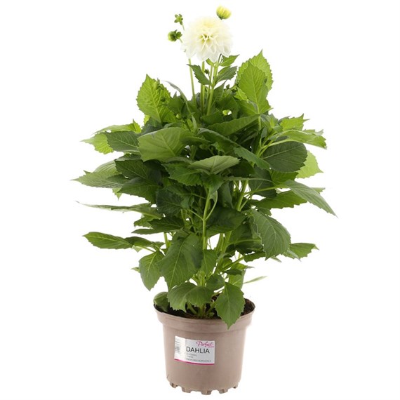 Dahlia White 2L Pot Bedding