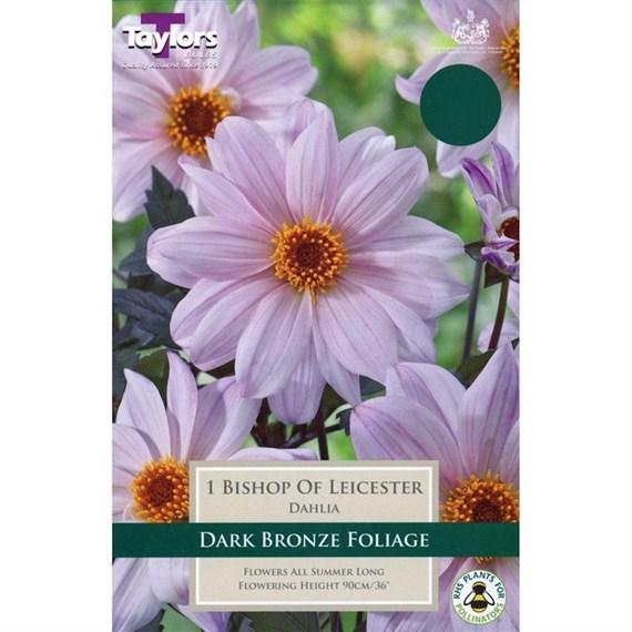 Taylors Bulbs Dahlis Bishop Of Leicester (Single Pack) (TS463)