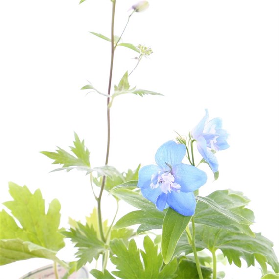 Delphinium Magic Fountains 6 Pack Boxed Bedding