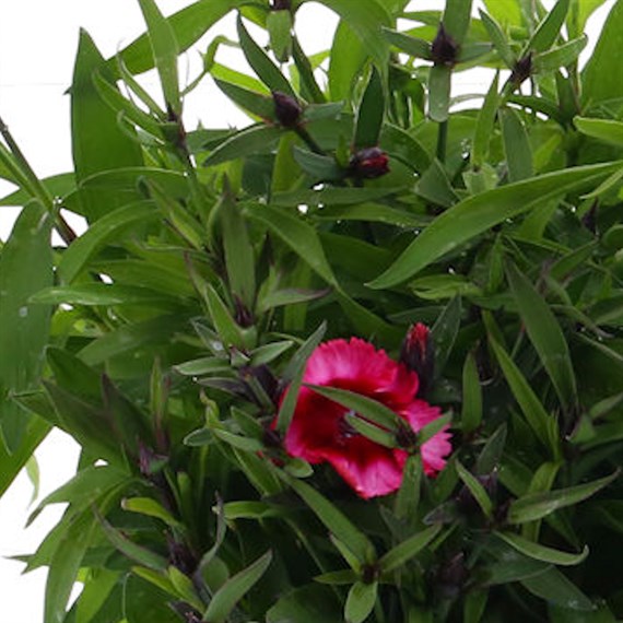 Dianthus Corona Cherry Magic Jumbo 6 Pack Boxed Bedding