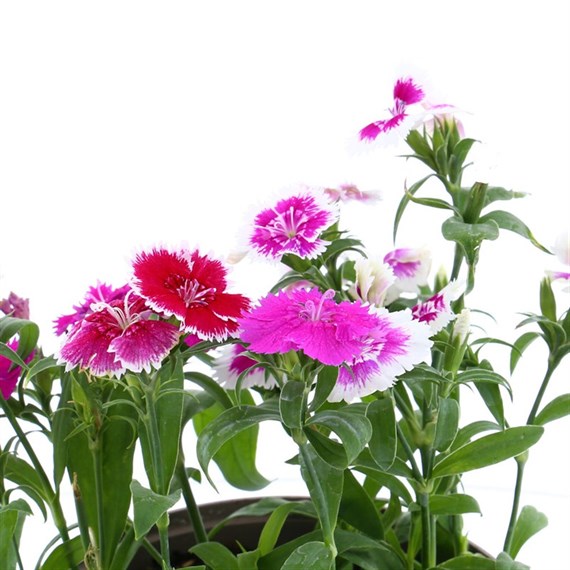 Dianthus Ideal Mixed 2L Pot Bedding