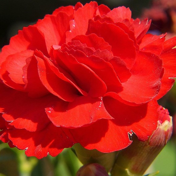 Dianthus Passion Perennial Plant 9cm Pot - Set of 3