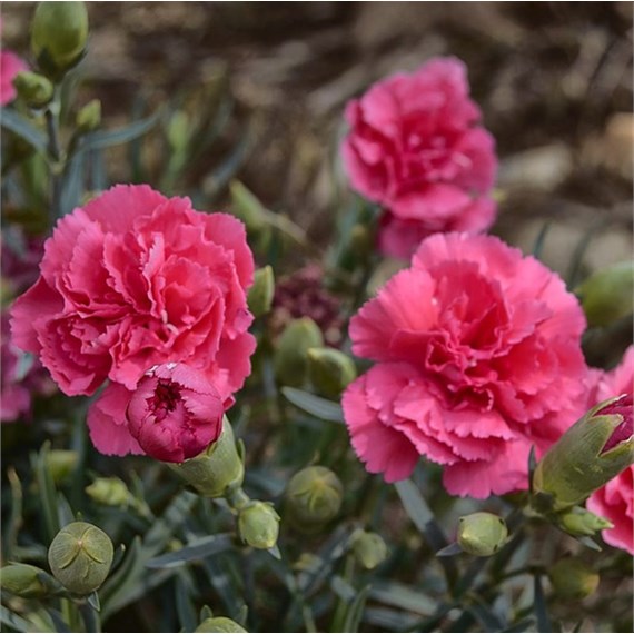 Dianthus Valda Wyatt Perennial Plant 9cm Pot - Set of 3