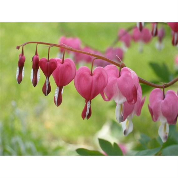 Dicentra Spectabilis Perennial Plant 9cm Pot - Set of 3