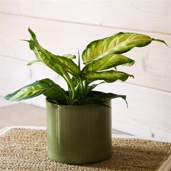 Dieffenbachia Camilla Houseplant