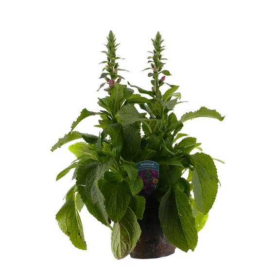 Digitalis Dalmation Purple 5L Pot Bedding