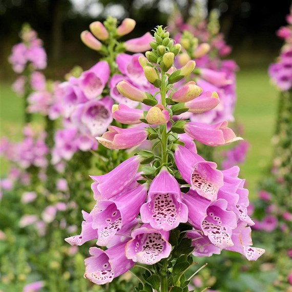 Digitalis Dalmation Rose 5L Pot Bedding
