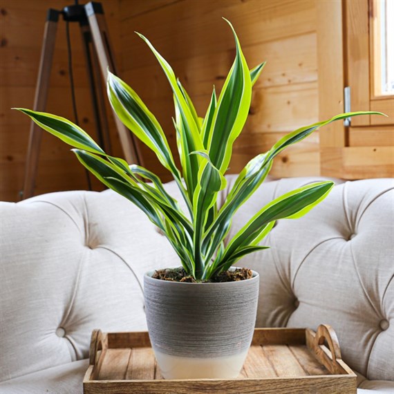 Dracaena Lemon and Lime Houseplant - 17cm Pot