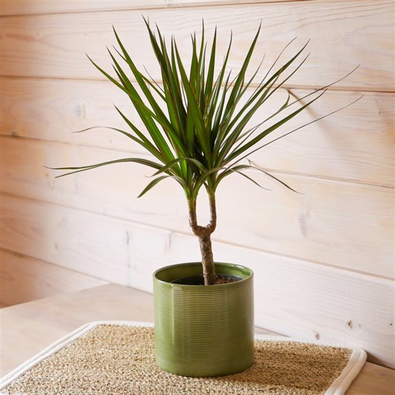 Dracaena Marginata Houseplant