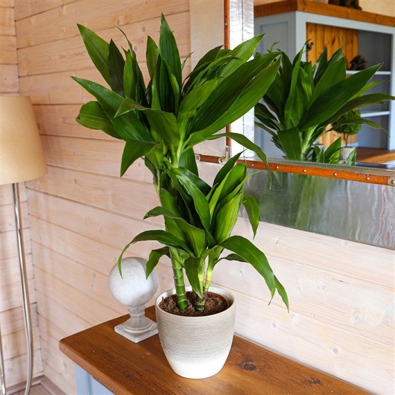 Dracena Janet Craig Houseplant - 17cm Pot