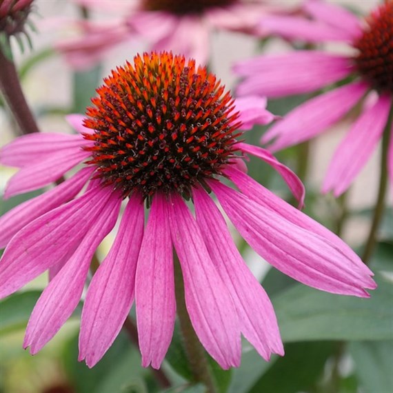 Echinacea Pow Wow Wild Berry Perennial Plant 9cm Pot - Set of 3