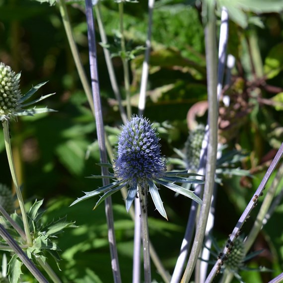 Eryngium Planum Blue Hobbit Perennial Plant 9cm Pot - Set of 3