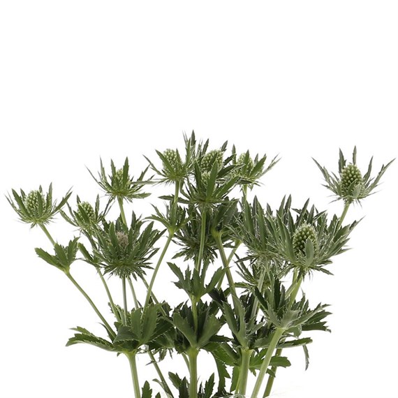 Eryngium (x 3 stems) - White