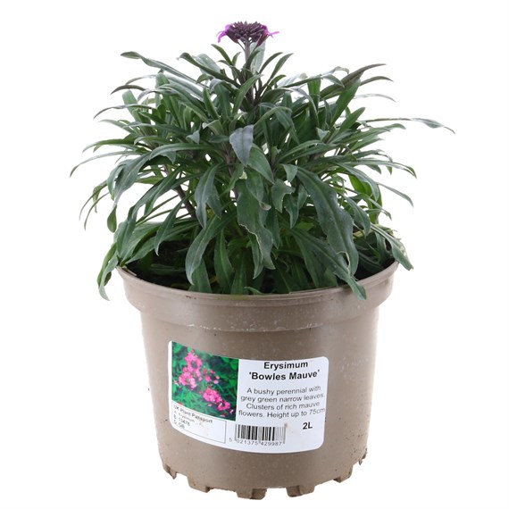 Erysimum Bowles Mauve 2L Pot Bedding
