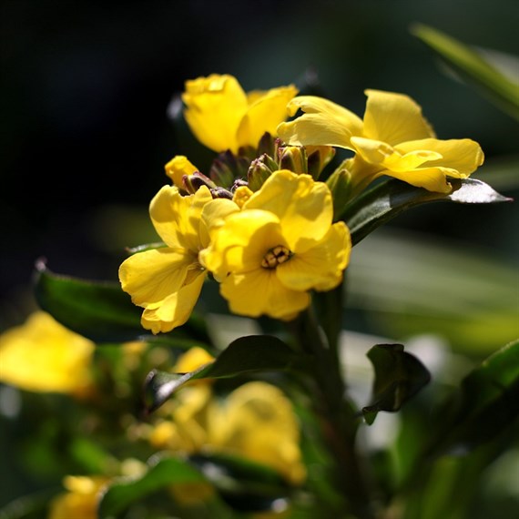 Erysimum Fragrant Sunshine Perennial Plant 9cm Pot - Set of 3