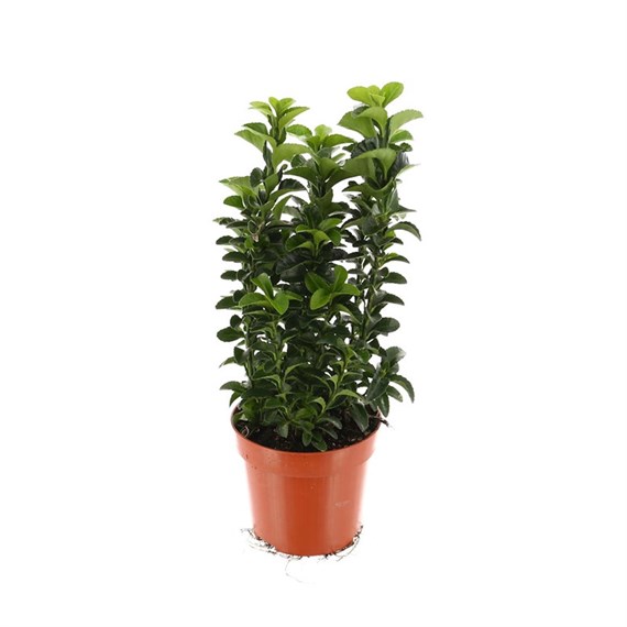 Euonymus Green Spire/Spider Shrub - 13cm Pot