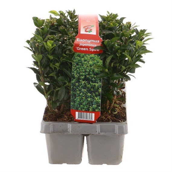 Euonymus 'Green Spire' Handy Carry Pack of 6 x 6cm Pots