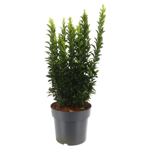 Euonymus Green Spire/Spider Shrub - 19cm Pot