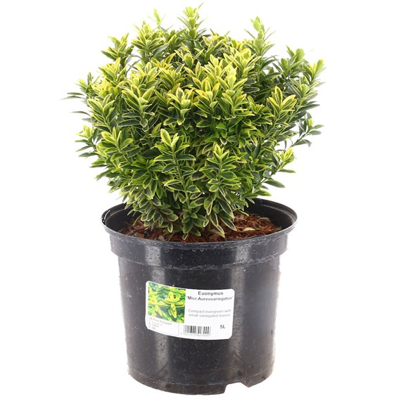 Euonymus 'Micr.Aureovariegatus' - 5L Pot